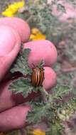 Image of Colorado potato beetle