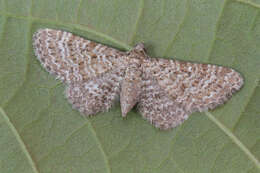 Image of Eupithecia cuculliaria Rebel 1907