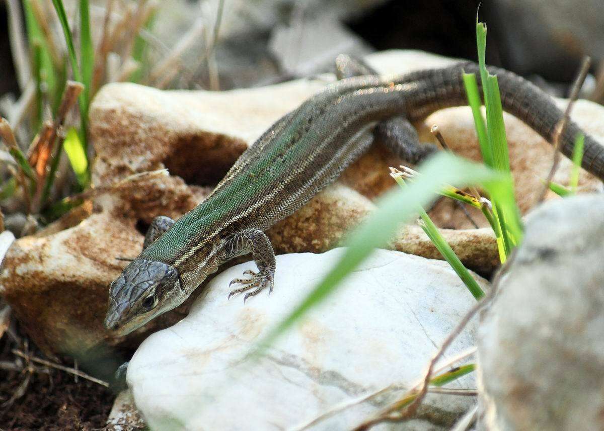 Image of Dalmatian Wall Lizard