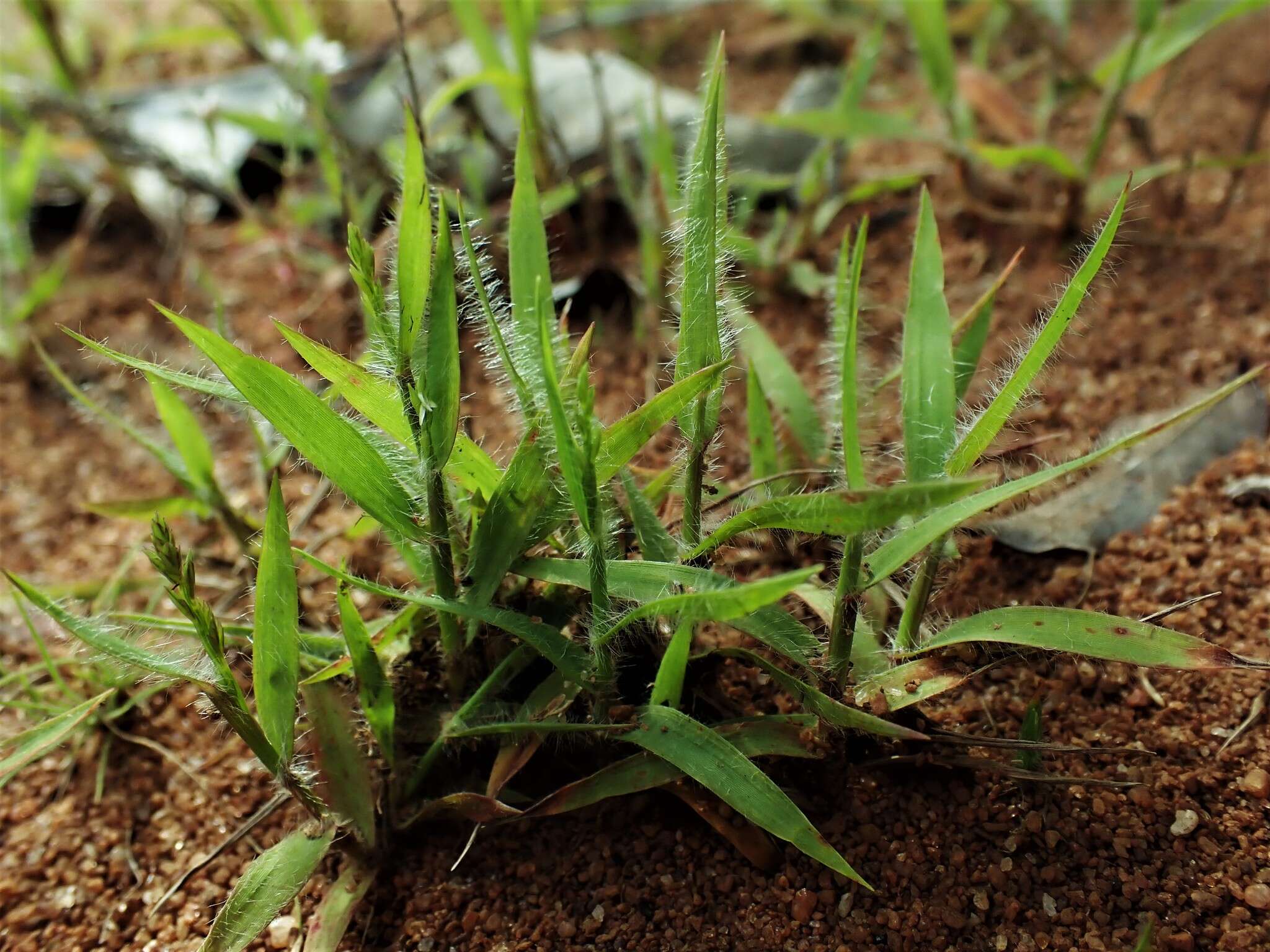 Image of Eragrostis boinensis A. Camus