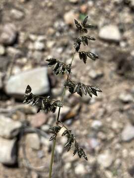 Image of African lovegrass