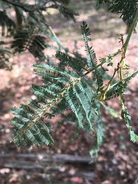 Image of Silver Wattle