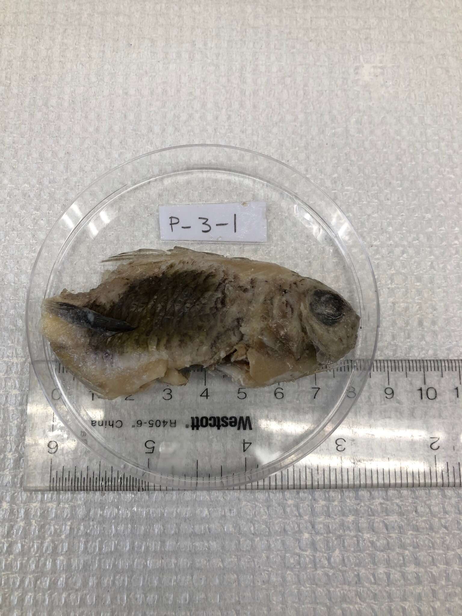 Слика од Chromis insolata (Cuvier 1830)