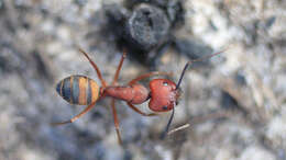 Image de Camponotus socius Roger 1863