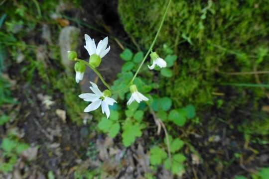 Image of hillside woodland-star