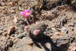 Echinocereus adustus subsp. adustus的圖片