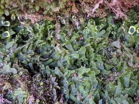 Image of Appalachian shoestring fern