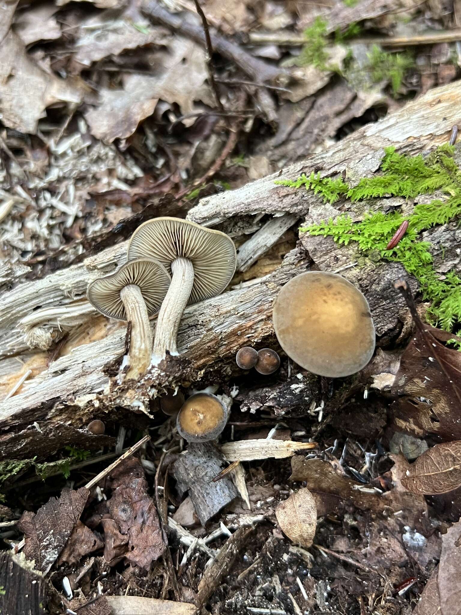 Agrocybe firma (Peck) Singer 1940 resmi