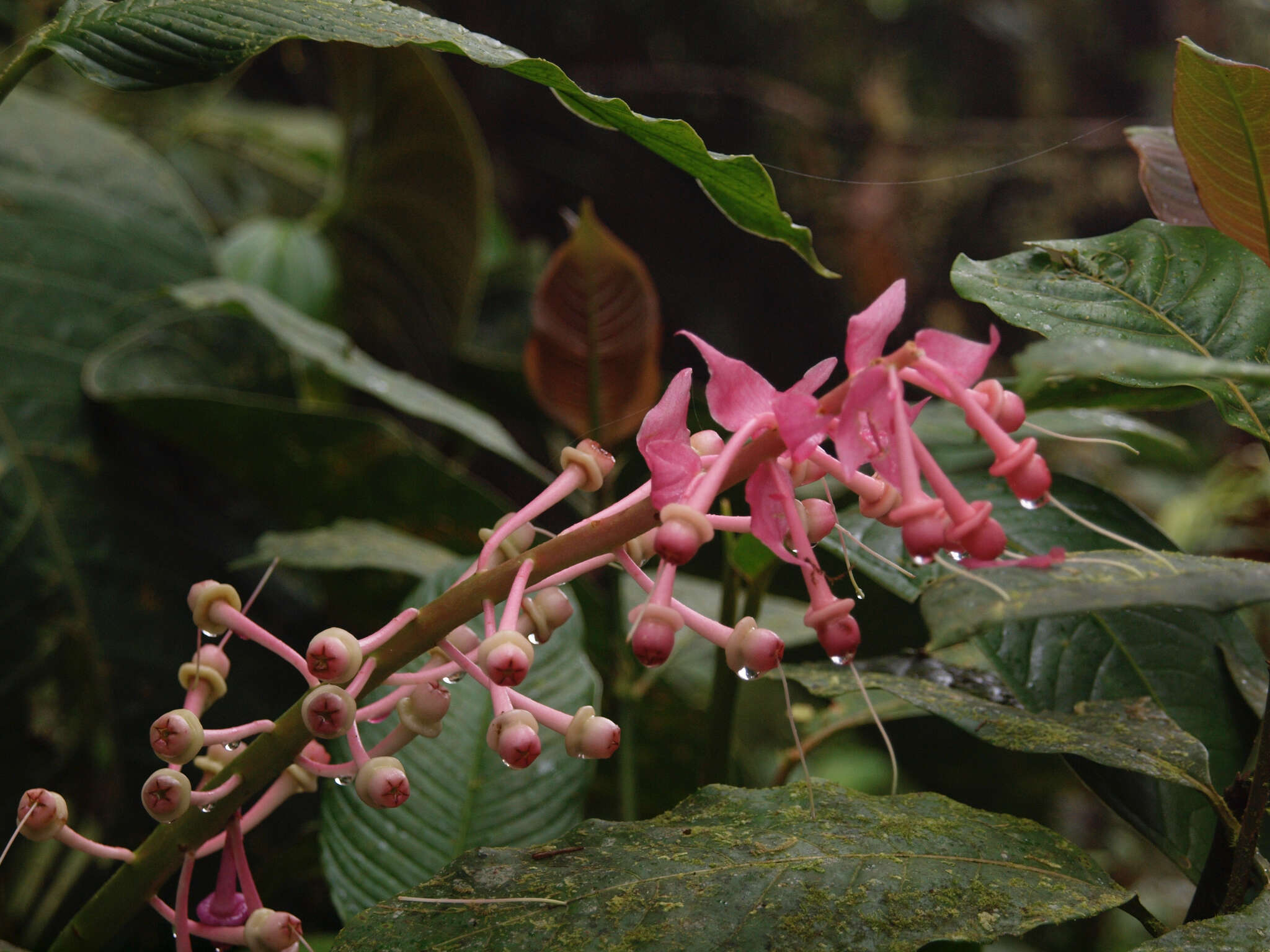 Imagem de Cavendishia grandifolia Herold