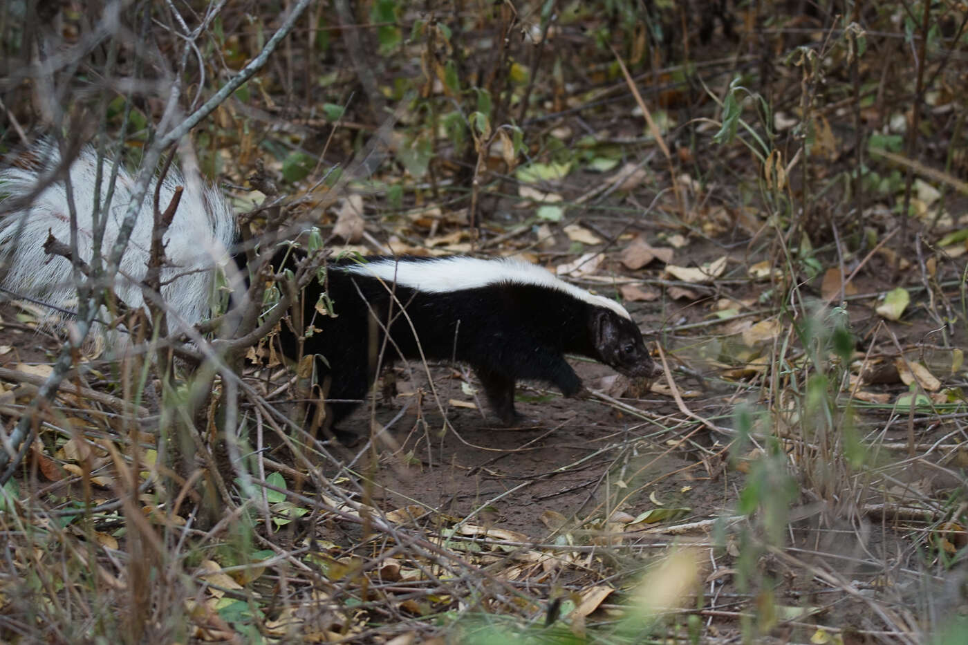 Image of Molina's Hog-nosed Skunk