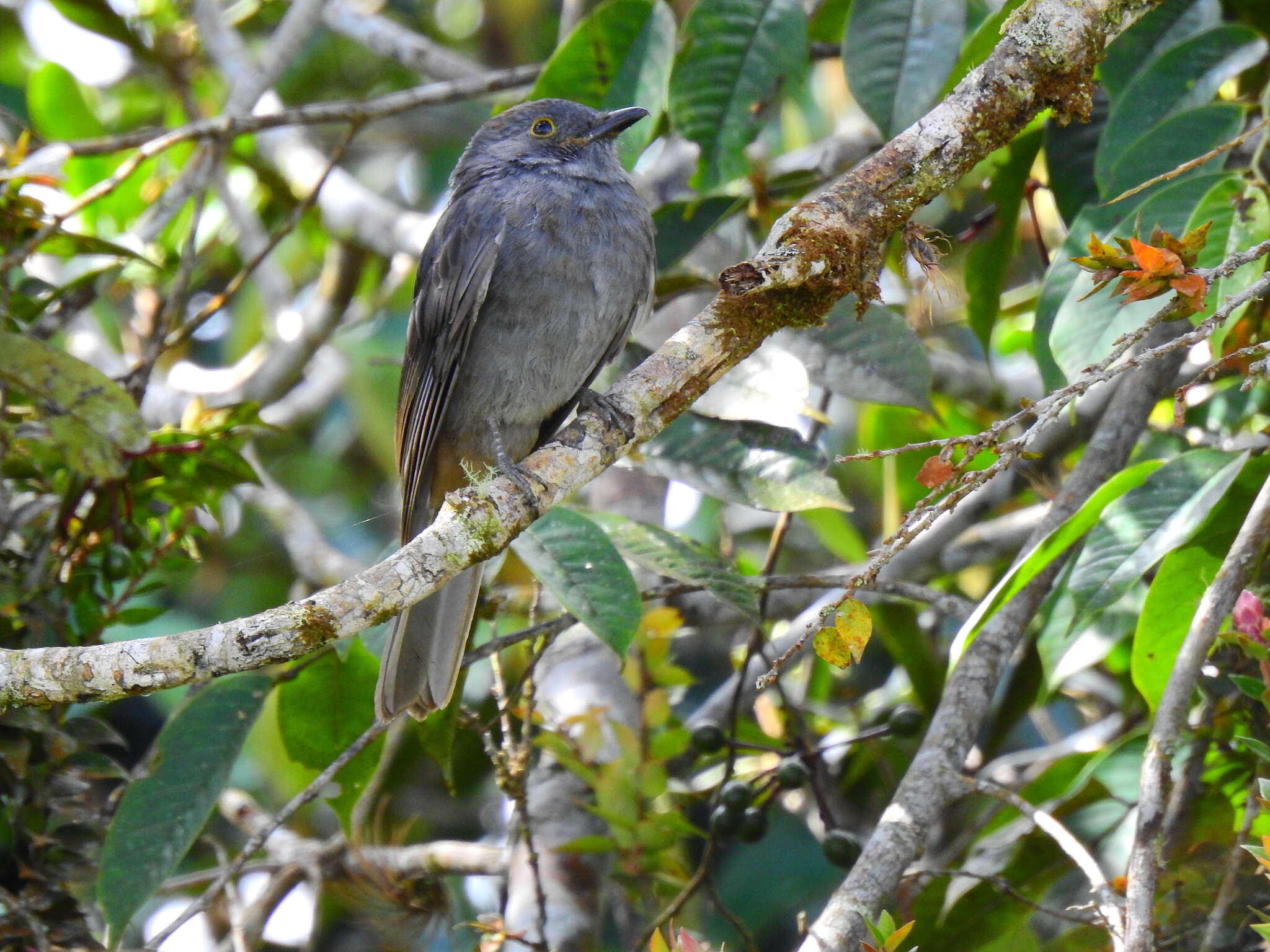 Image of Chestnut-capped Piha