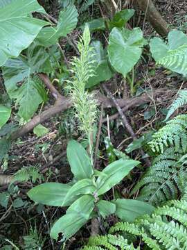 صورة Habenaria pantlingiana Kraenzl.