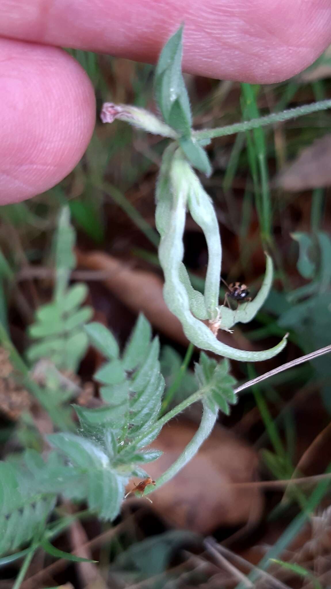 Image of common bird's-foot