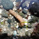 Image of Clark's footless sea cucumber