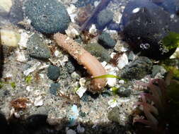 Image of Clark's footless sea cucumber