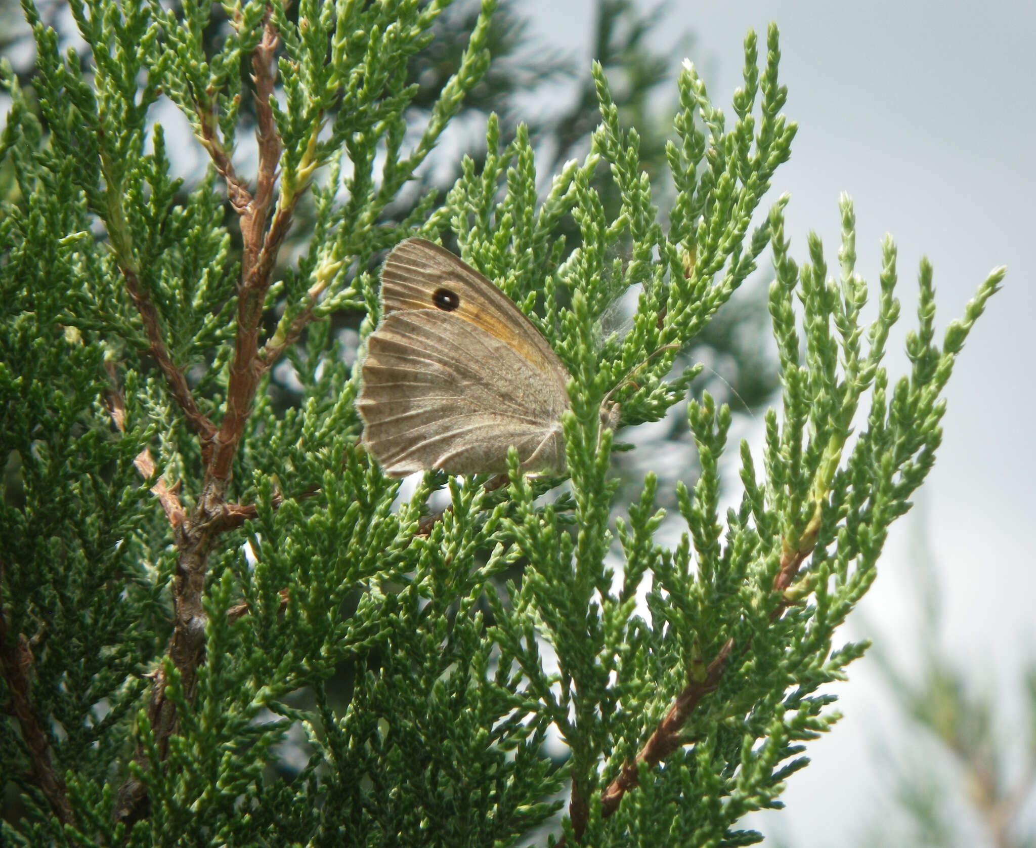 Image of Hyponephele lupinus Costa 1836