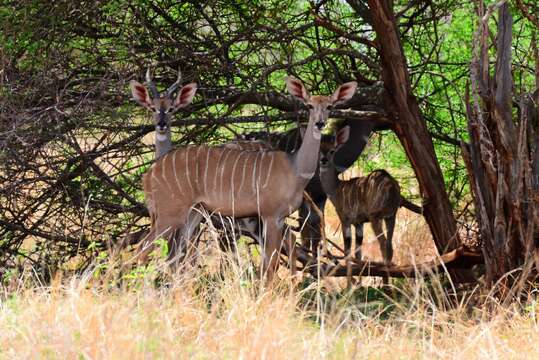 Image of Lesser Kudu