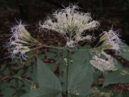 Image of Sweet-Scented Joe-Pye-Weed