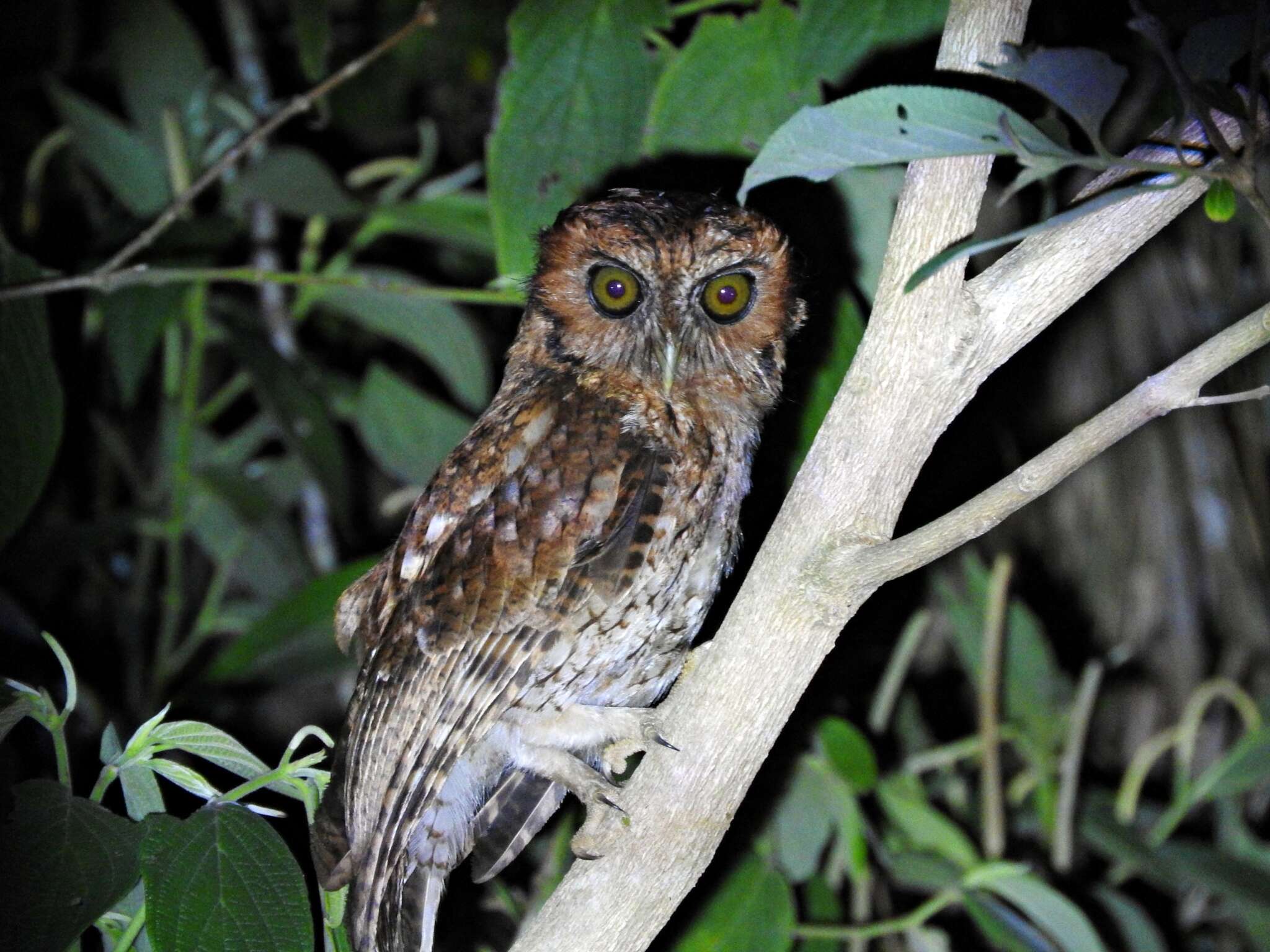 Image of Black-capped Screech Owl