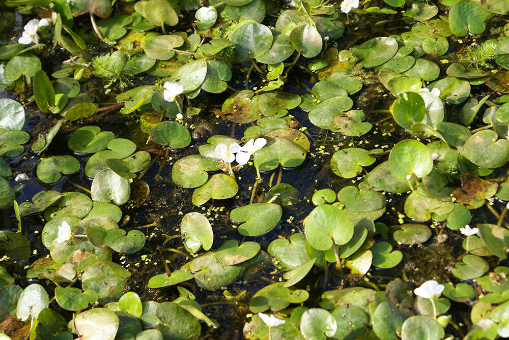 Image of Hydrocharis dubia (Blume) Backer