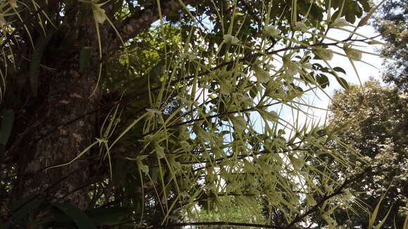 Image of Warty Brassia