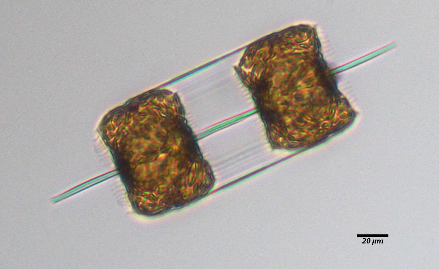 Image of Lithodesmiophycidae