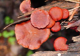 Image of Tubaria rufofulva (Cleland) D. A. Reid & E. Horak 1983