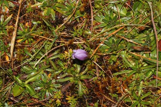 Image of Gentianella cerastioides (Kunth) Fabris