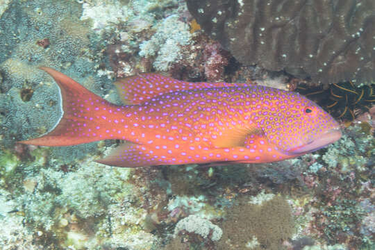 Image of Lunar-tailed Grouper