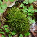 Image of Maximowicz's myuroclada moss