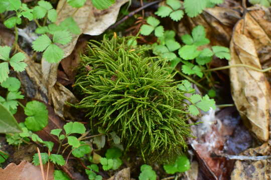 Image of Maximowicz's myuroclada moss