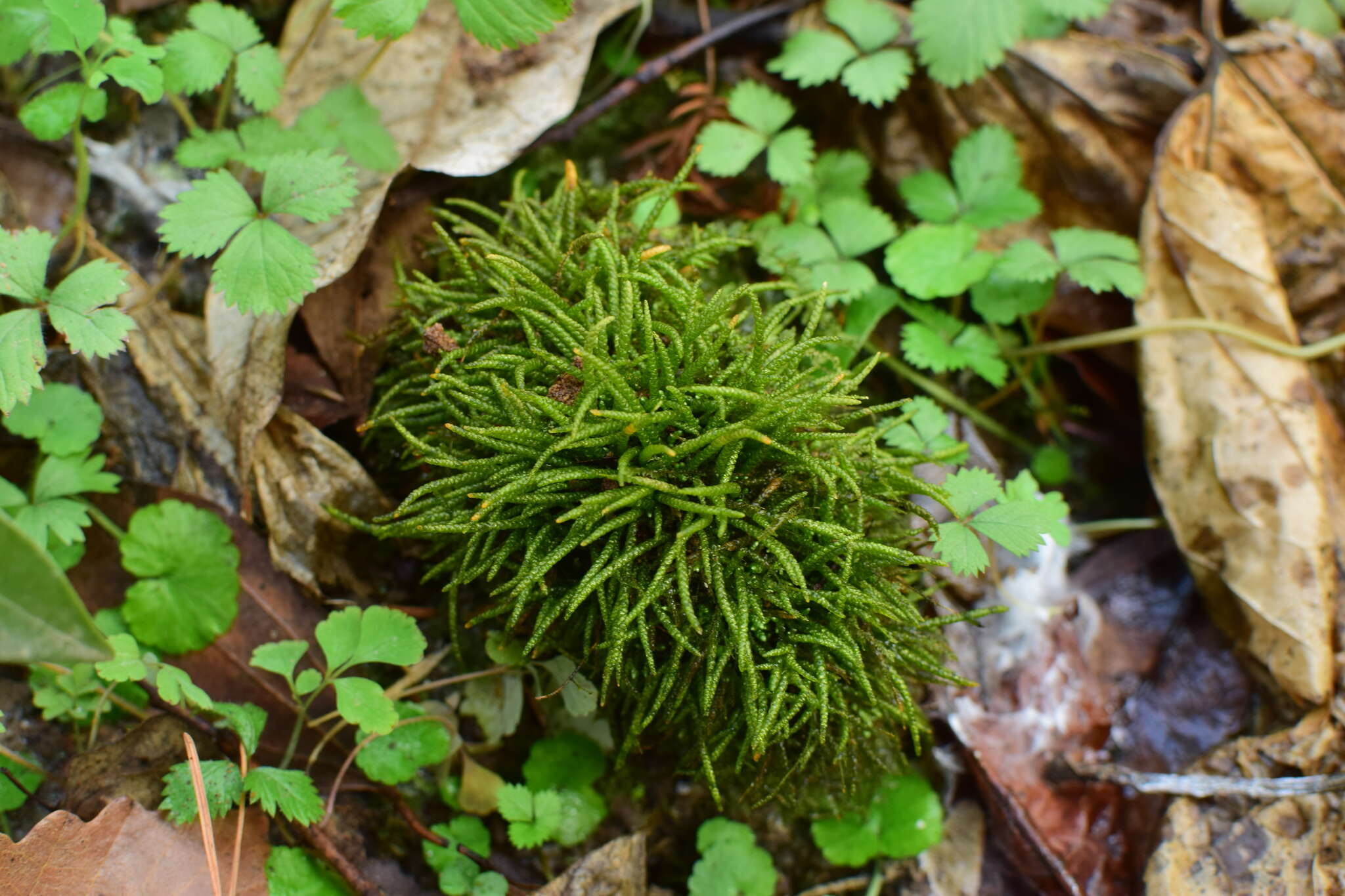 Image of Maximowicz's myuroclada moss