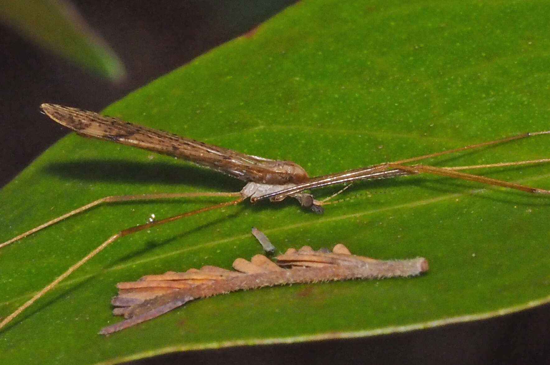 Image of Austrolimnophila (Austrolimnophila) antiqua (Skuse 1890)