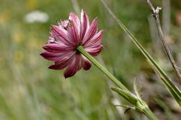 Image of Astrantia major subsp. biebersteinii (Fisch. & C. A. Mey.) I. Grint.