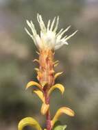 Image of whiteflower goldenbush