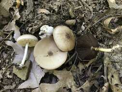 Imagem de Agaricus pocillator Murrill 1941