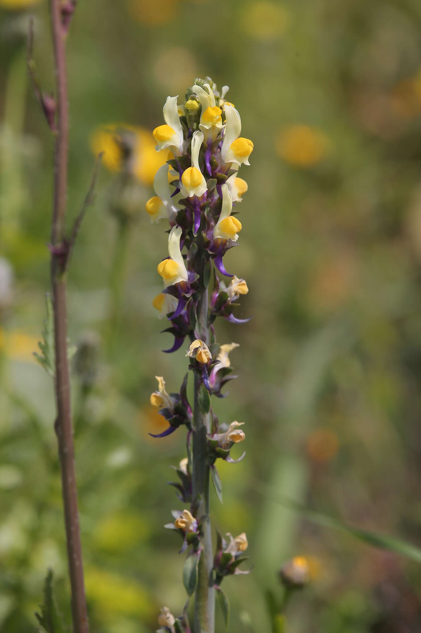 Image de Linaria triphylla (L.) Mill.