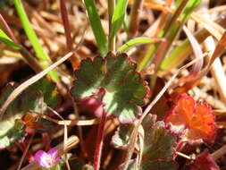 Image of Round-leaved Crane's-bill