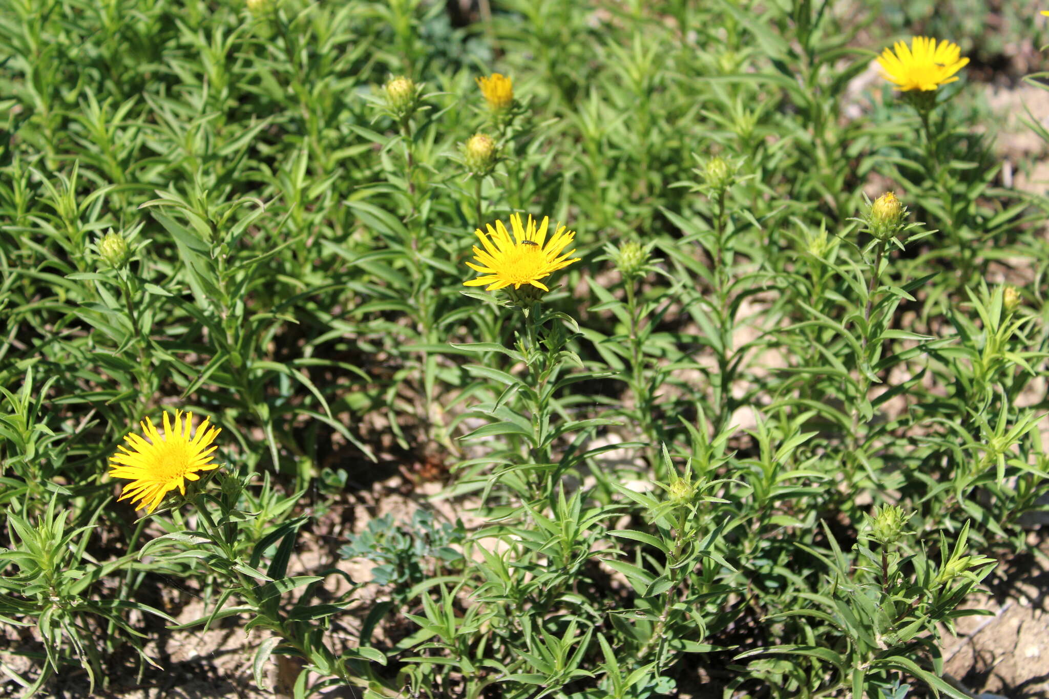 Imagem de Pentanema ensifolium (L.) D. Gut. Larr., Santos-Vicente, Anderb., E. Rico & M. M. Mart. Ort.