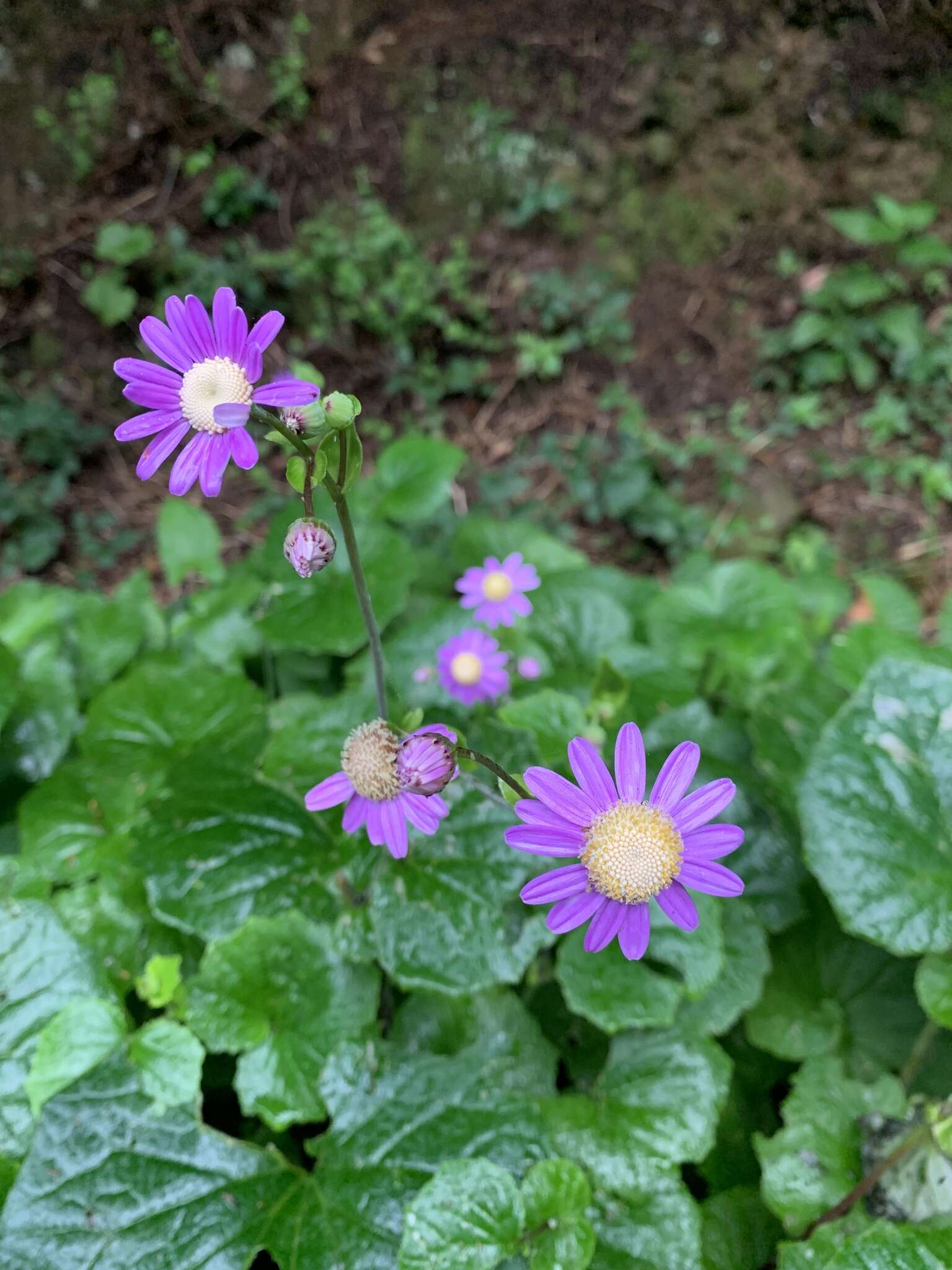 Imagem de Pericallis tussilaginis (L'Hér.) Webb & Berth.