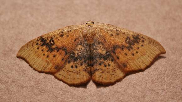 Cyclophora lennigiaria Fuchs 1883 resmi