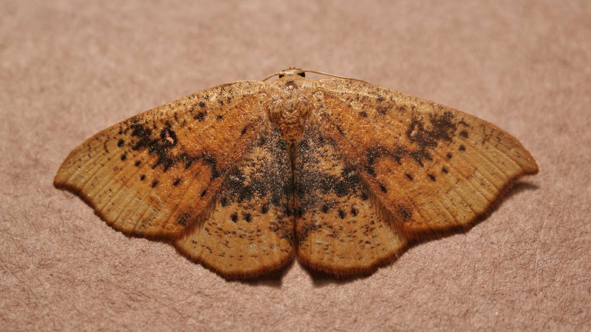 Image of Cyclophora lennigiaria Fuchs 1883