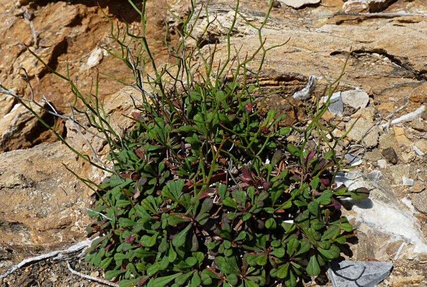 Image of Limonium ilvae Pignatti