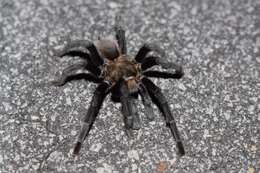 Image of Texas Tan Tarantula