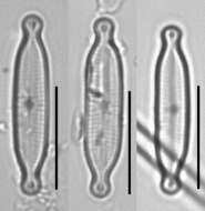 Image de Encyonopsis hustedtii L. Bahls 2013