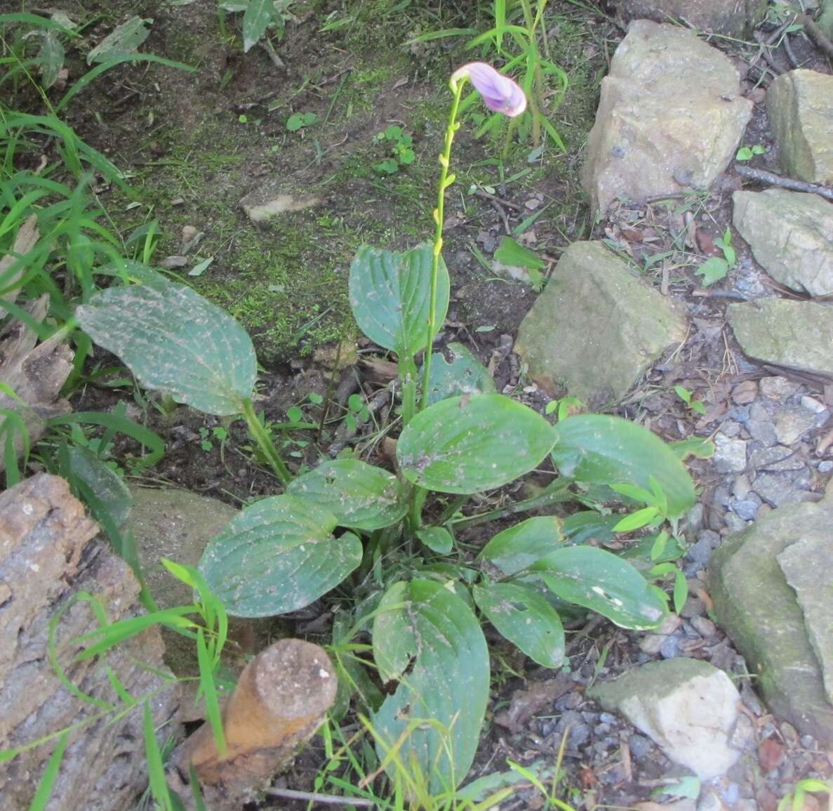 Imagem de Hosta ventricosa Stearn