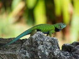 Image of Tanner's Spiny Lizard