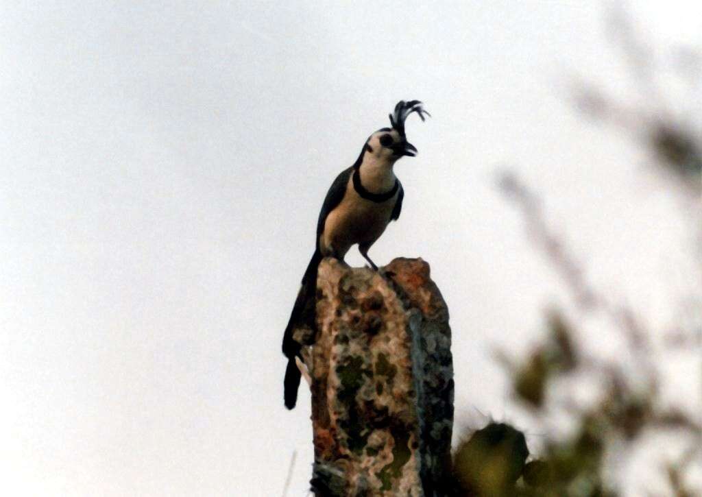 Image of Magpie-jay