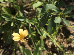 Imagem de Barleria prionitis subsp. ameliae (A. Meeuse) R. K. Brummitt & J. R. I. Wood