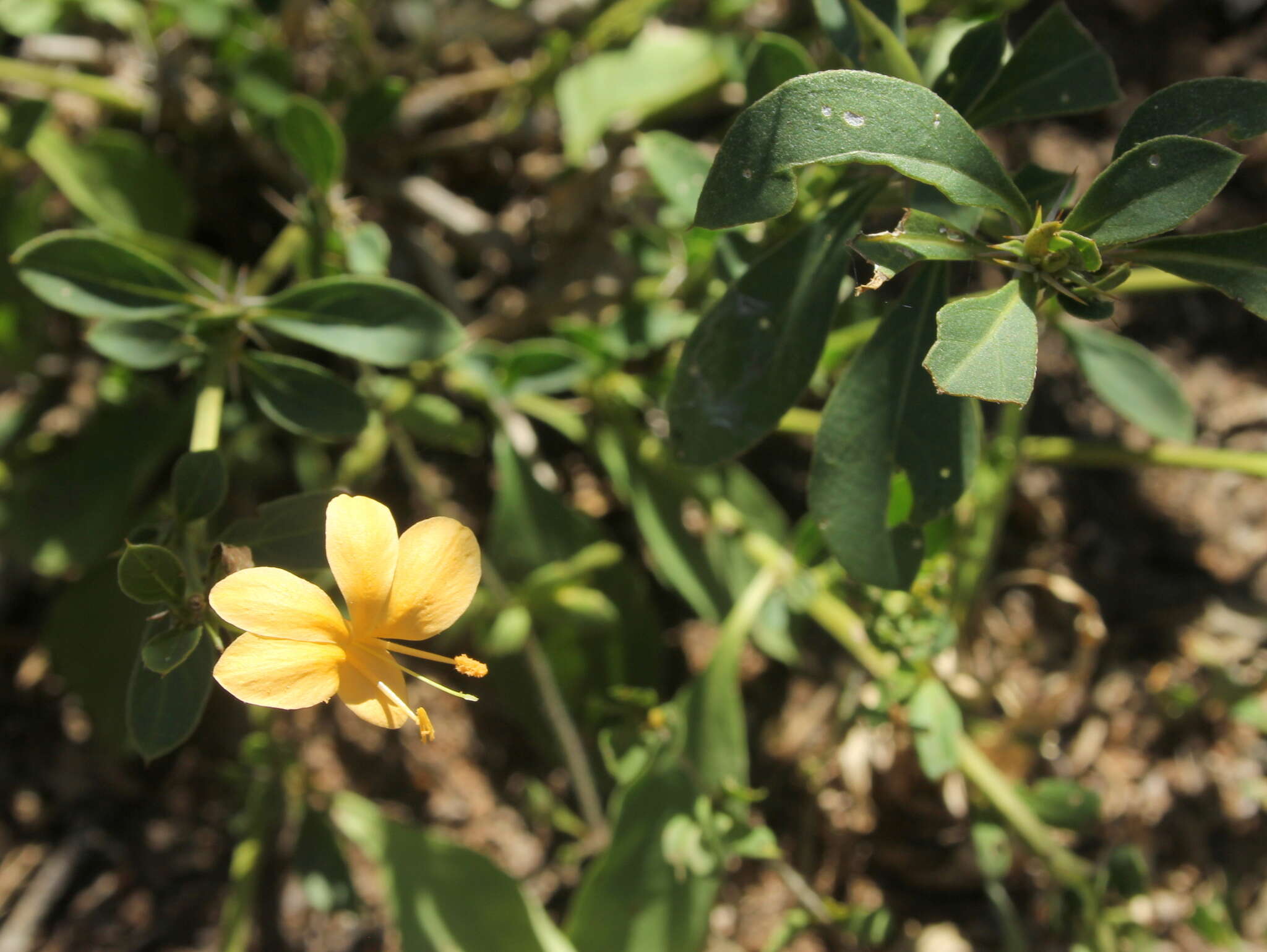 Imagem de Barleria prionitis subsp. ameliae (A. Meeuse) R. K. Brummitt & J. R. I. Wood